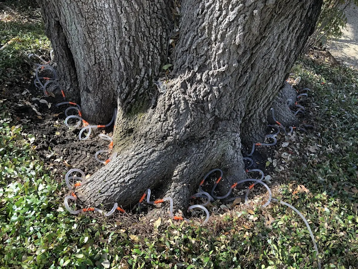 Detailed Tree Cabling and Bracing job site in Big Creek