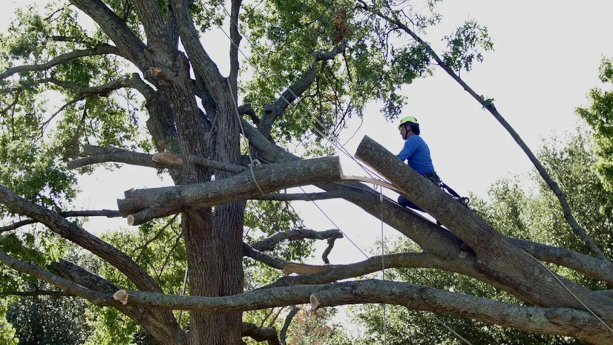 Professional Crown Thinning performed by certified arborists in Big Creek
