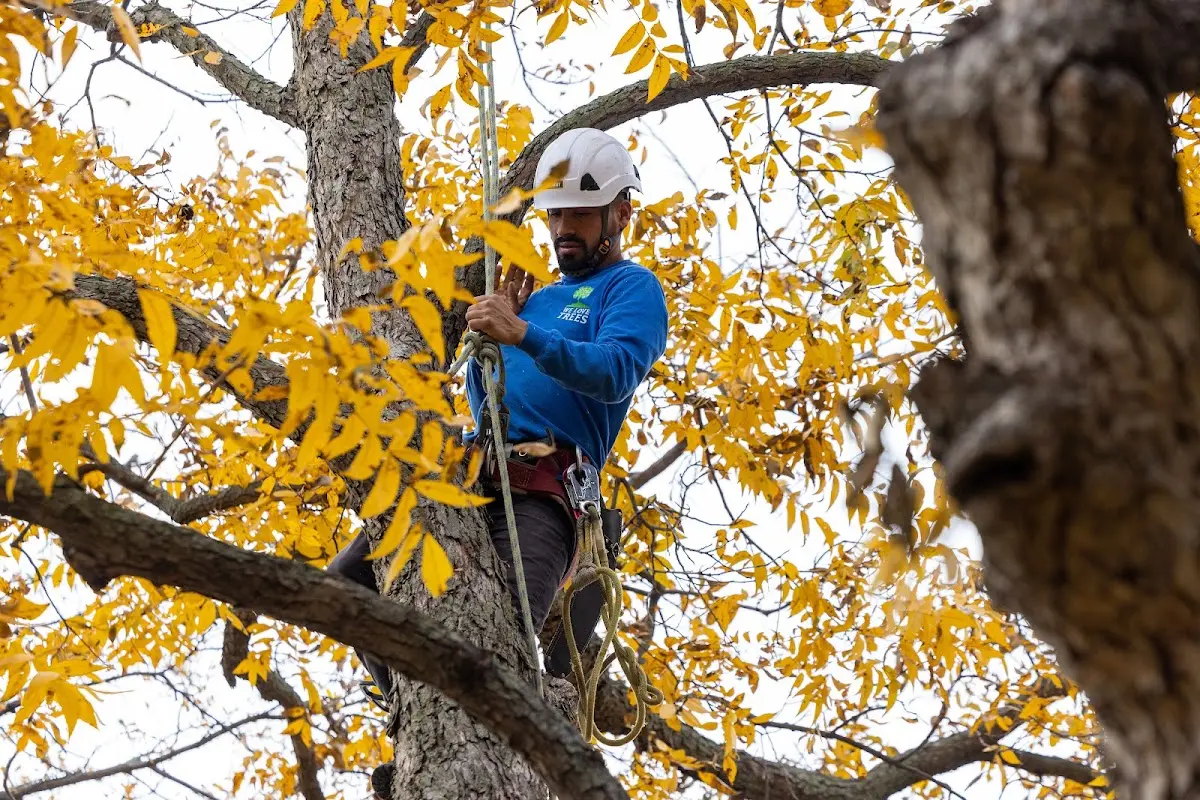 Skilled Storm Damage Cleanup crew working in Big Creek