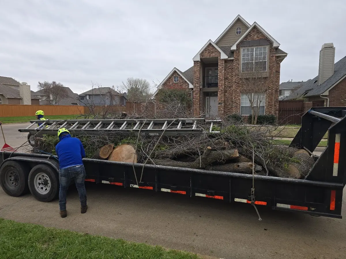 Expert Tree Pest Control with proper safety equipment in Big Creek